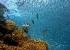 dahab_underwater_8.jpg