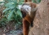 Madagaskar_Wildlife_17.jpg