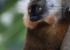 Madagaskar_Wildlife_7.jpg