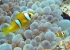 dahab_underwater_1.jpg