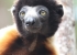 Madagaskar_Wildlife_12.jpg