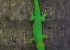 Madagaskar_Wildlife_9.jpg