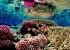 dahab_underwater_10.jpg