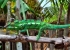 Madagaskar_Wildlife_3.jpg