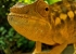 Madagaskar_Wildlife_5.jpg