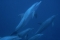 Delfine Rotes Meer.jpg