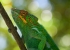 Madagaskar_Wildlife_18.jpg